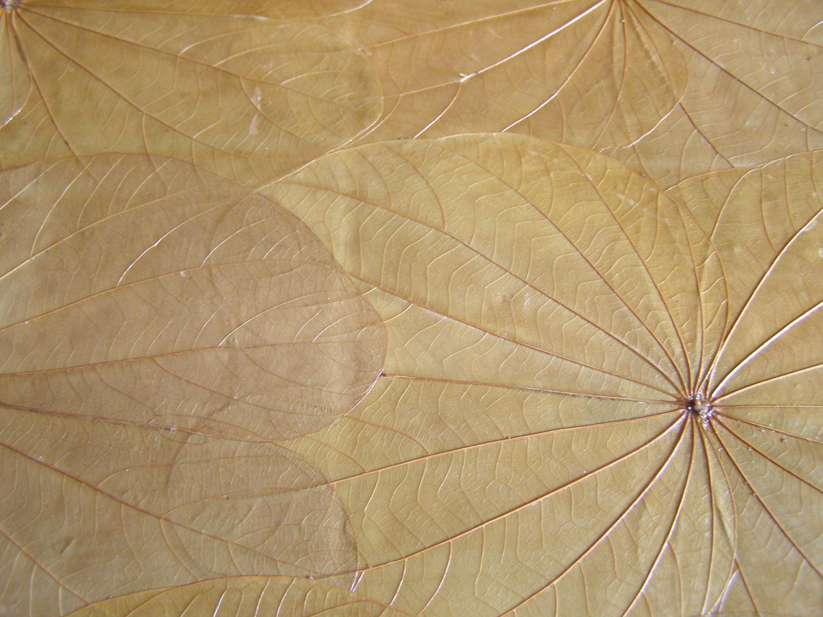 Texture 3 - leaf veins