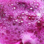 Texture 36 - purplefizzz..