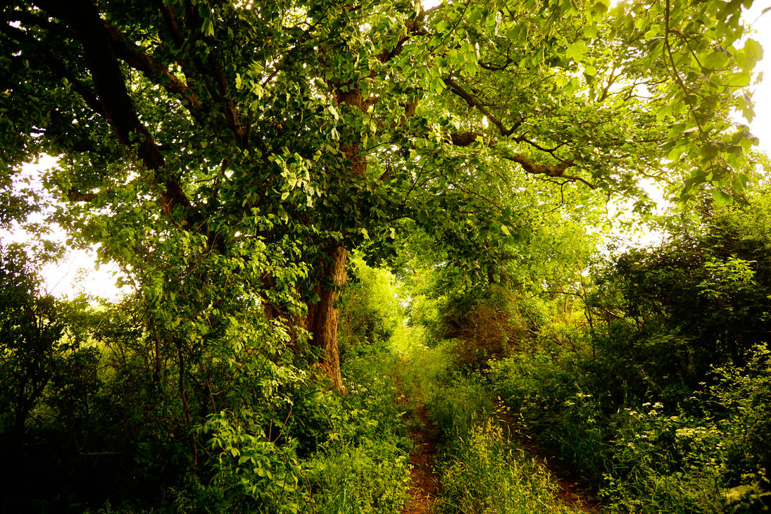 The Secret Path by Lumarieus21 on DeviantArt