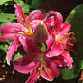 Asian lilies 2