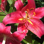 Asian lilies 4