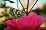 Butterfly by geographu