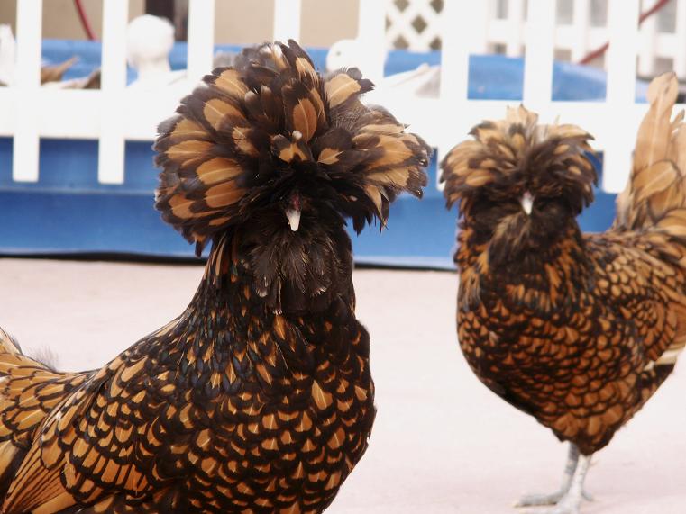 Afro Chickens