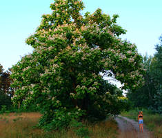 TreeOfLife