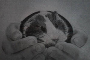 iWillEatzYuh: Little Guinea Pig