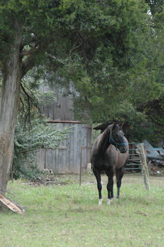 Prancer Portrait