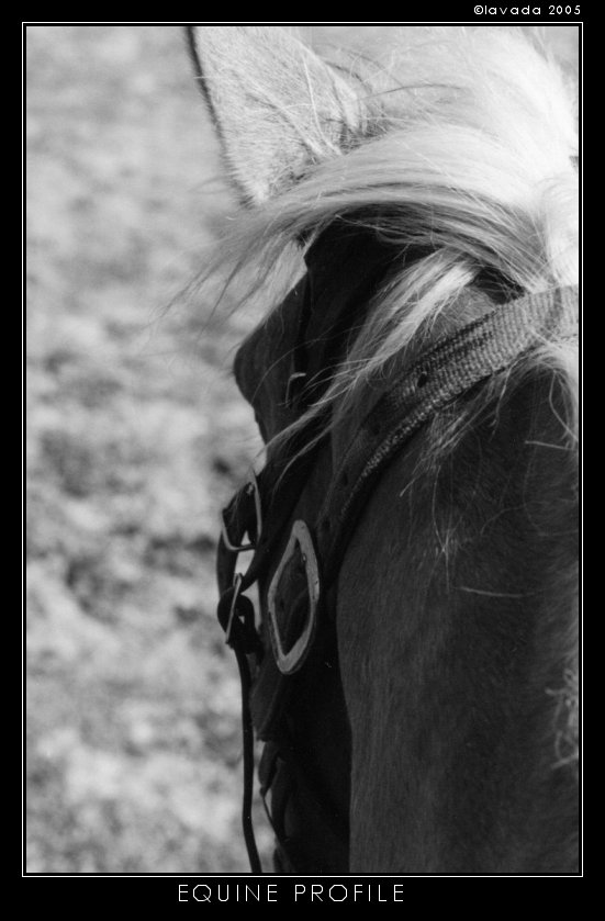 Equine Profile