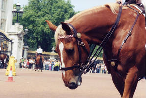 All the Queen's Horses