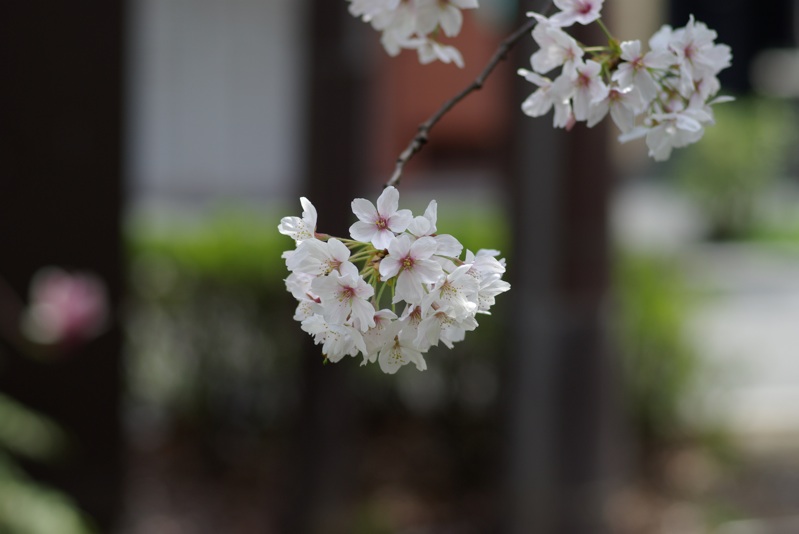 Cherry blossoms are Kawaii