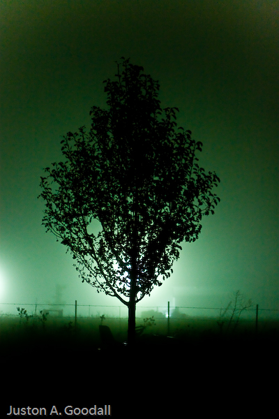 Fog at Night 1