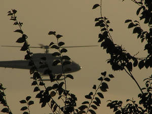 Helicopter behind leaves