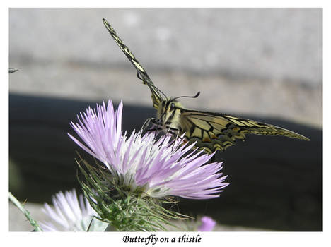 Butterfly on a thistle