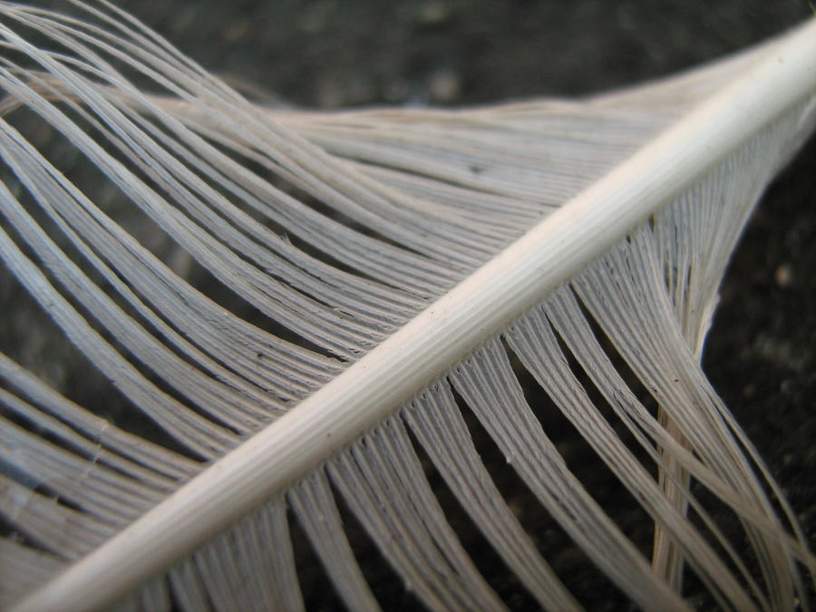 Shed feather by operian on DeviantArt