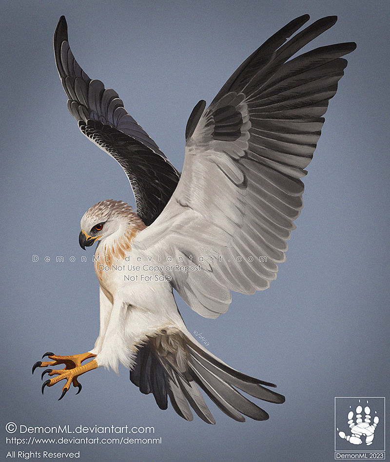 Bird Evolution Deviantart Bird Photostudy by DemonML on DeviantArt