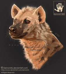 Hyena photo study