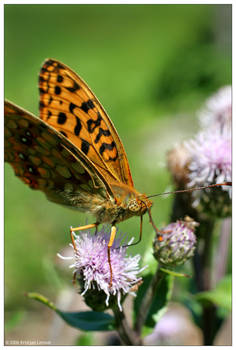 Dot Eyed Butterfly