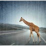 Lost Giraffe on the Highway