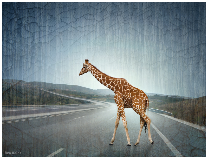 Lost Giraffe on the Highway