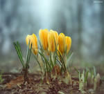 Crocuses by BenHeine