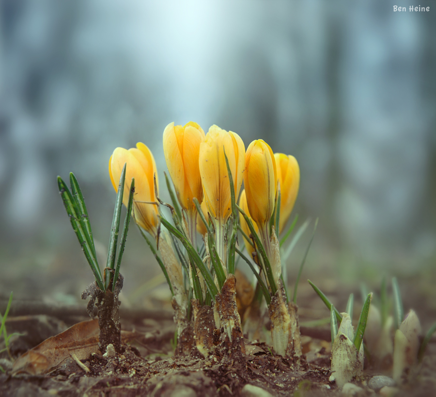 Crocuses