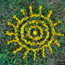 Abstract Compo - Yellow Flower