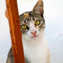 Abandoned Cat - 4