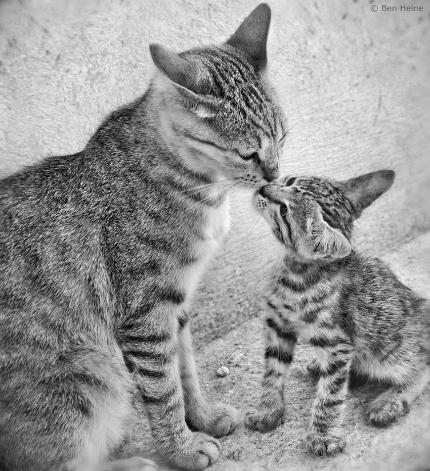 Family Kiss by BenHeine Family Kiss by BenHeine