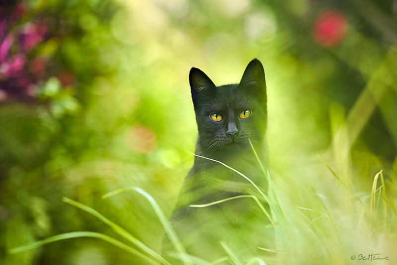 Black Cat by BenHeine