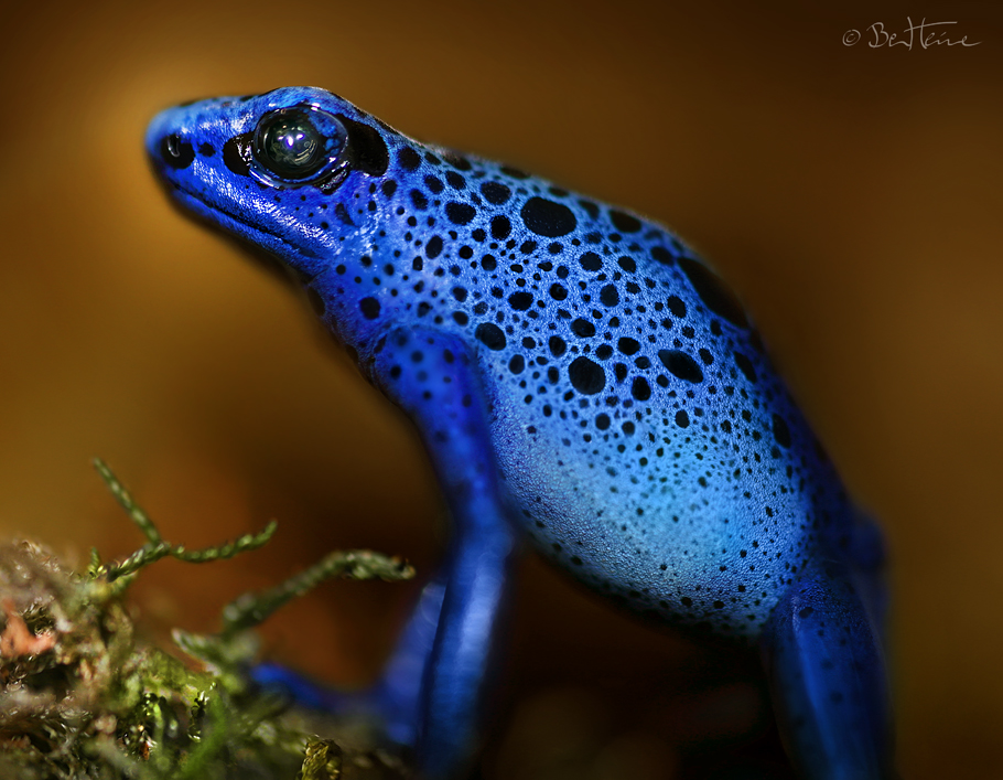 Bluetiful