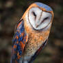 Heart-Shaped Face Barn Owl