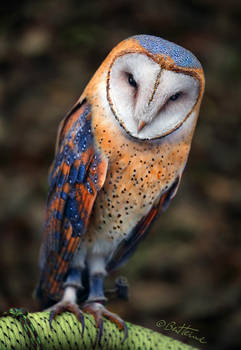 Heart-Shaped Face Barn Owl