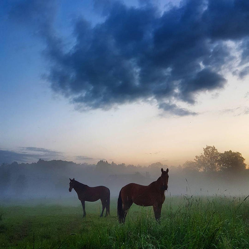 Horse Duo by BenHeine