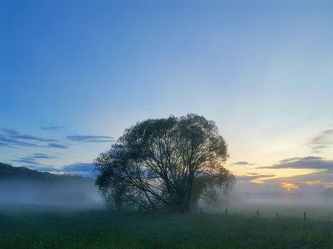 Ghost Tree