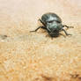 beetle in Morocco