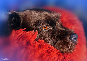 Cute Dog - Ben Heine Art