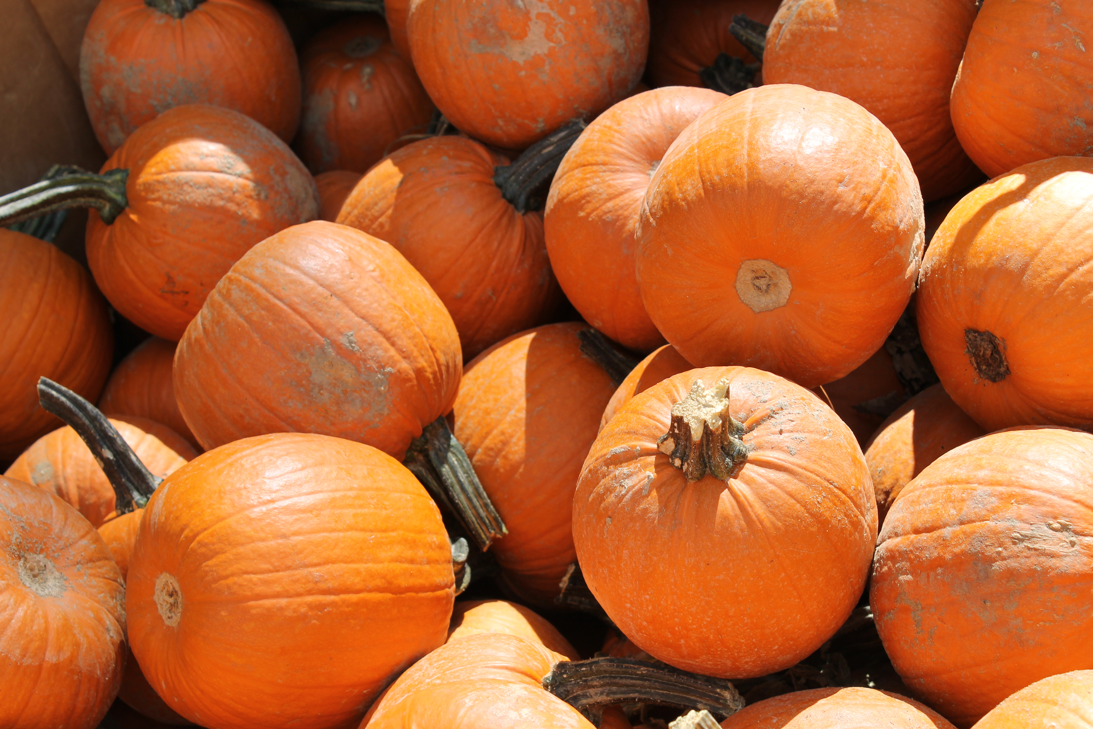 Pumpkin Stock