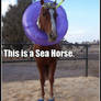 sea horse