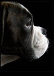 Brindled Beauty by JArdley