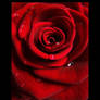 Rose - Red