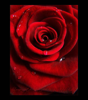 Rose - Red