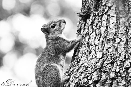 stationed on a tree