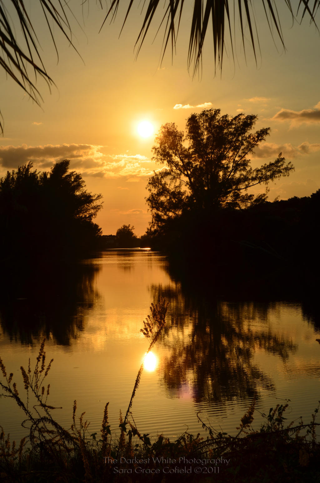 Sanibel Reflections