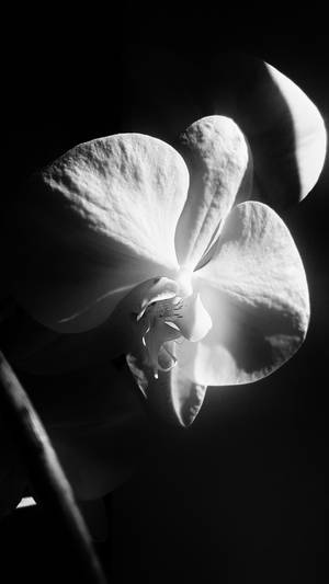 orchid black  white by ubinko