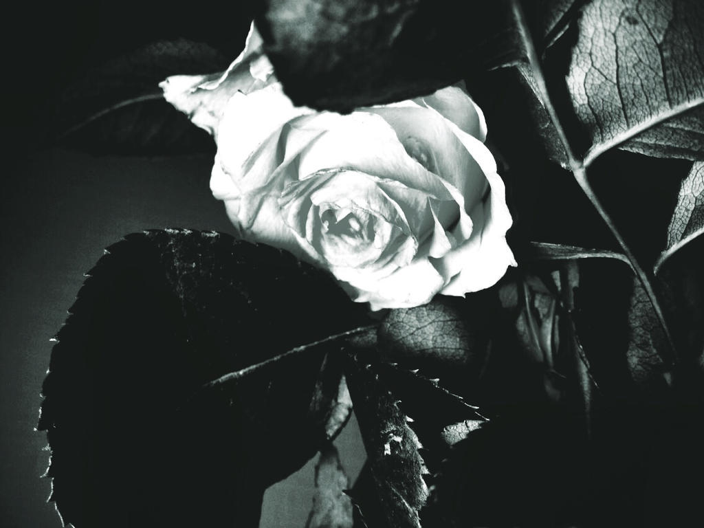 Rose Not Rosa Rose not so rose 22 by ubinko on DeviantArt
