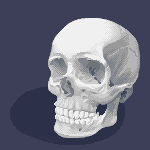 Skull studies