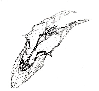 MagmaWing Head Sketch