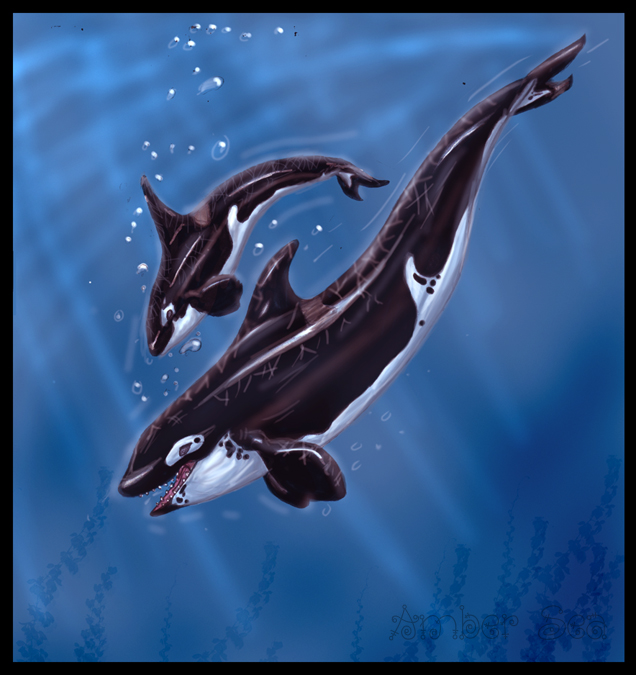 Orcas