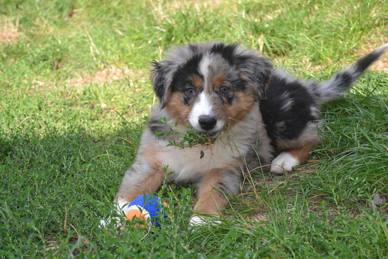 Acheter Un Chiot Berger Australien By Australiensdugm On Deviantart Acheter Un Chiot Berger Australien By Australiensdugm On Deviantart