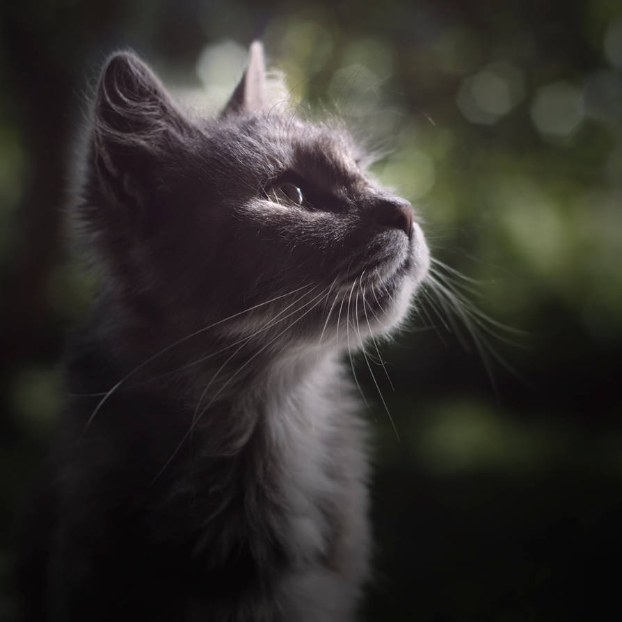 Feline by wewe18 Feline by wewe18