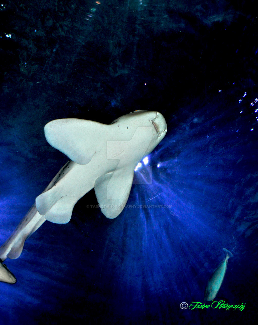 The Living Planet Aquarium Shark 3